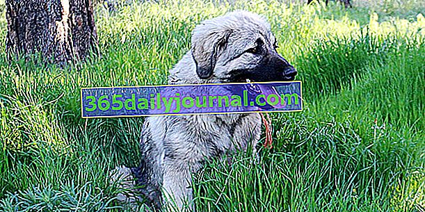 Jugoslávský ovčák nebo Sarplaninac, pes molossoidního typu