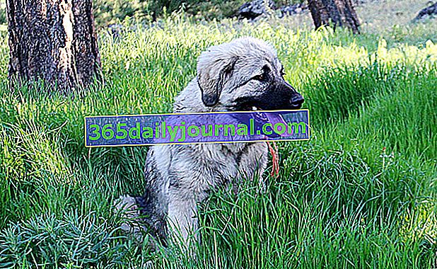 Jugoslovanski ovčar ali šarplaninac, molosoidni pes
