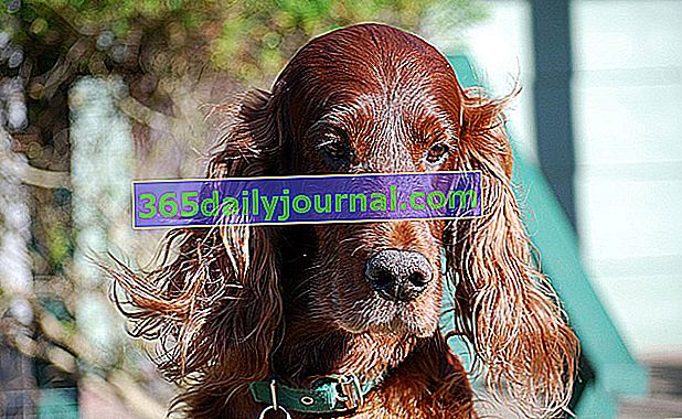 Ирландският сетер, куче с пищна и лъскава червена дълга козина