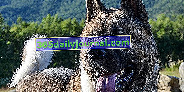 Американська акіта, витончена і ласкава велика собака