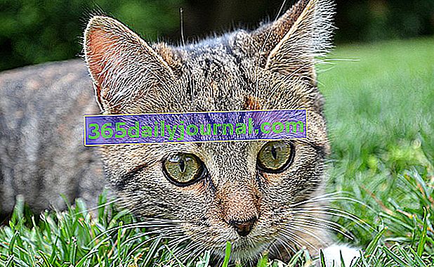 Aké prírodné repelenty pre mačky?