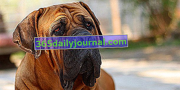 Бурбулът (или Бурбул), голямо и мощно куче