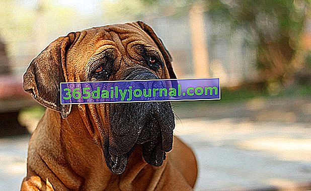 Бурбулът (или Бурбул), голямо и мощно куче