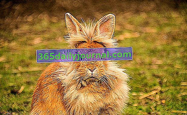 El conejo enano cabeza de león, la mascota perfecta