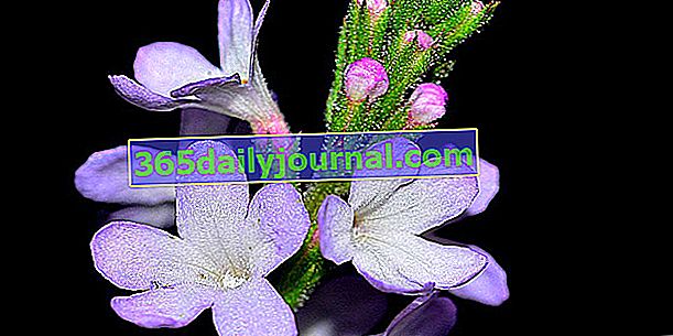 Verbena officinalis (Verbena officinalis), biljka za sve bolesti