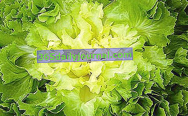 Uzgoj cikorija eskarole (Cichorium endivia 'latifolia') u povrtnjaku