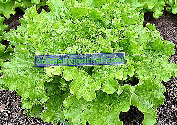 Uzgoj salate batavije (Lactuca sativa var. Capitata) u povrtnjaku