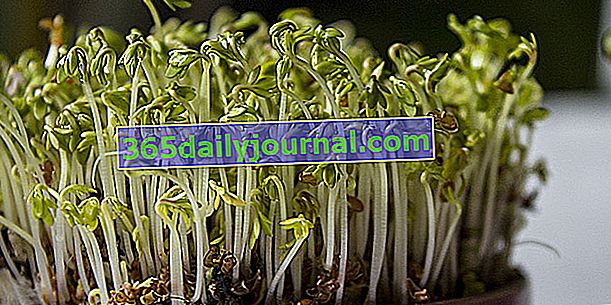 Кресс-салат (Lepidium sativum), с сильным и пряным вкусом