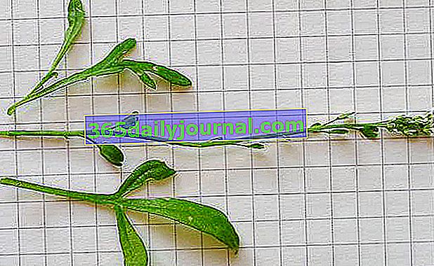 Potočarka (Lepidium sativum), jakog i začinjenog okusa