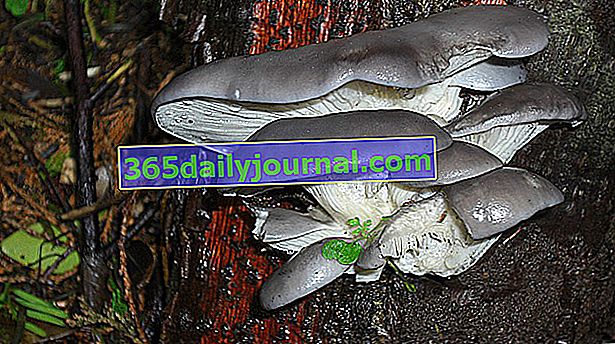 hongo ostra (Pleurotus ostreatus) 