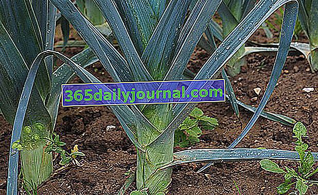 Pór (Allium porrum): diuretická zelenina bohatá na vlákninu