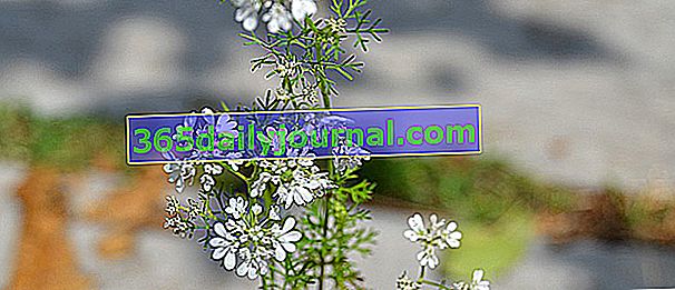 květy koriandru