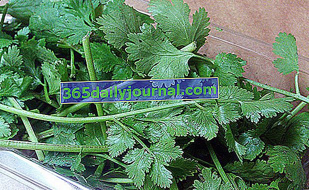 Кориандър (Coriandrum sativum), ароматният вкус на ориенталската кухня