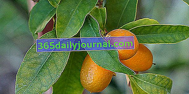 Кумкват (Fortunella margarita), цитрусовий фрукт, який їдять на шкірі