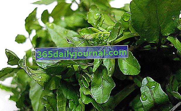 Pěstování řeřichy (Nasturtium officinale) v zeleninové zahradě