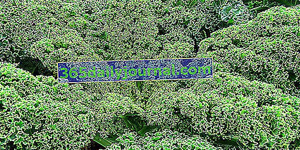 Kelj ili kelj (Brassica oleracea var. Acephala), vrlo hranjivo povrće