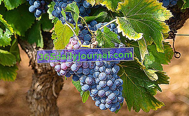 Vid (Vitis vinifera), espaldera de uva de mesa