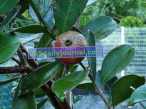 Guava strom (Psidium guajava)