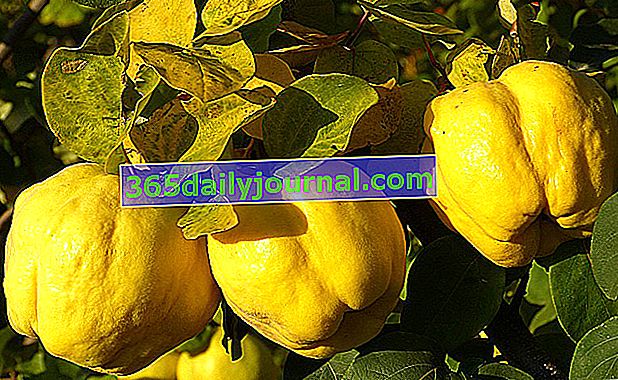 Membrillo y membrillo (Cydonia vulgaris)