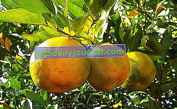 Bergamota (Citrus bergamia)