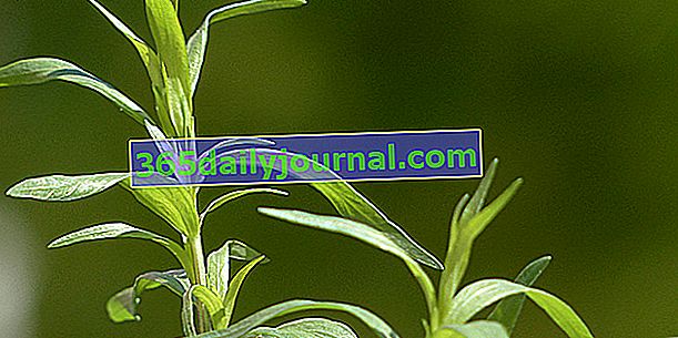 Estragón (Artemisia dracunculus), primo aromático de la artemisa