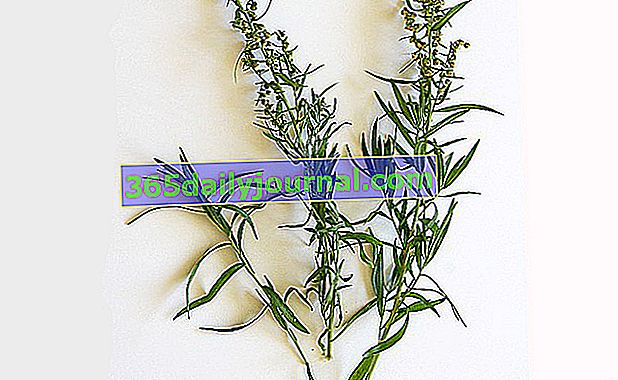 Estragón (Artemisia dracunculus), primo aromático de la artemisa