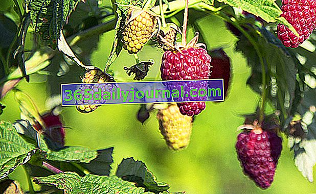 ostružina (Rubus × loganobaccus) ostružina-malina