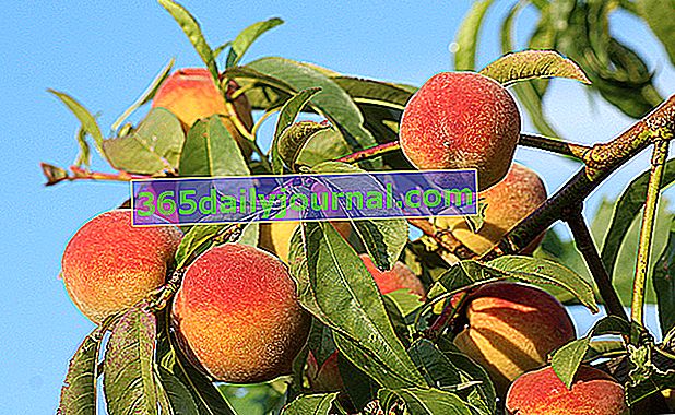 Melocotón (Prunus persica), fruta bañada por el sol