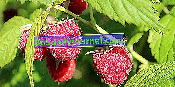 Malina (Rubus idaeus): labužnické dezertní ovoce