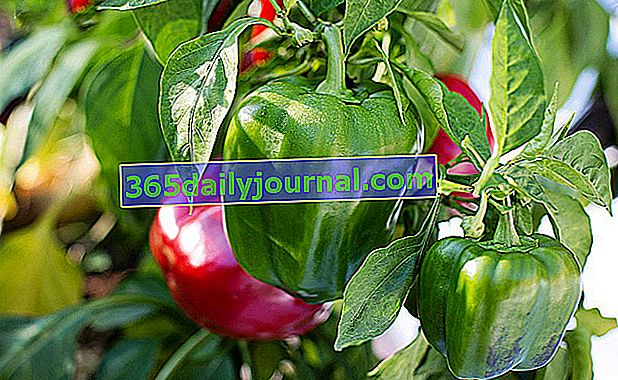 Pěstování chilli a papriky (Capsicum annuum) na zahradě