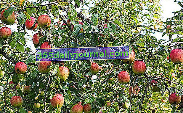 Stablo jabuke (Malus): osnovna voćka u voćnjaku