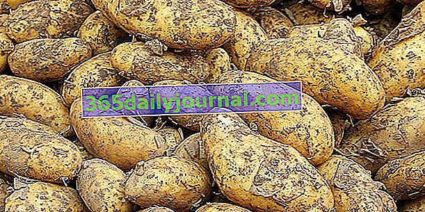 Картопля (Solanum tuberosum), основний харчовий овоч