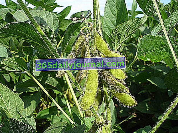 Soja (Glycine max), una legumbre rica en proteínas
