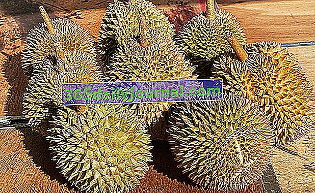 Durian (Durio zibethinus), una fruta maloliente