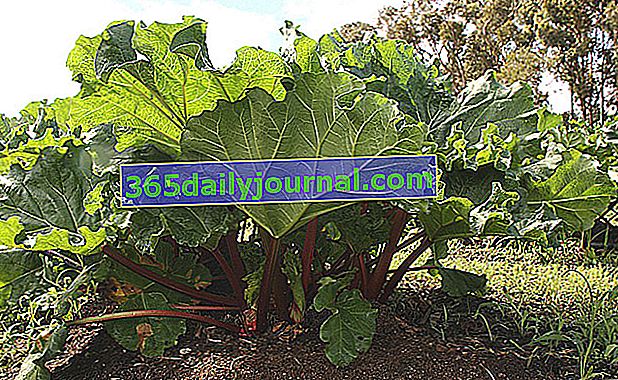 Uzgoj rabarbare (Rheum rhabarbarum) u povrtnjaku
