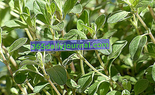 hojas de mejorana (Origanum majorana)