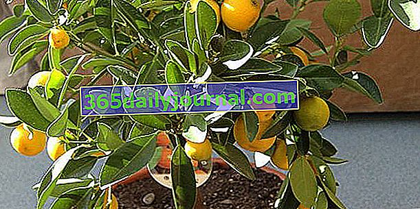 Calamondin (Citrus madurensis), oranžová vnitřní