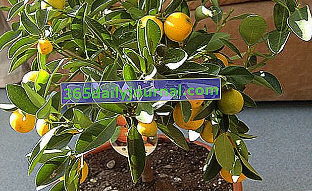 calamondin nebo calamondino (Citrus madurensis syn. Citrus mitis)