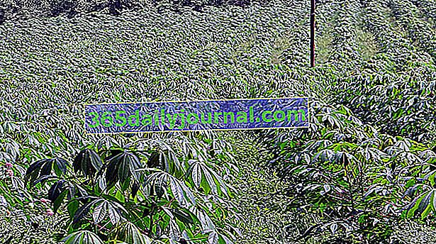 manioková plantáž