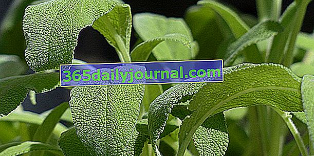 Официален градински чай (Salvia officinalis), свещена билка