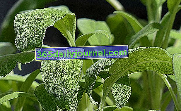 Градински чай (Salvia officinalis)