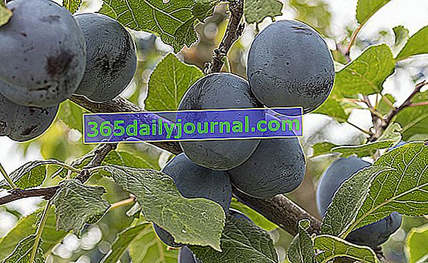 Švestka (Prunus domestica)