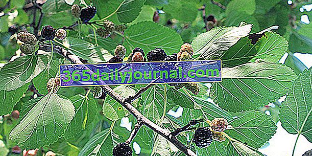 Чорниця шовковиця (Morus nigra), чорна ягода