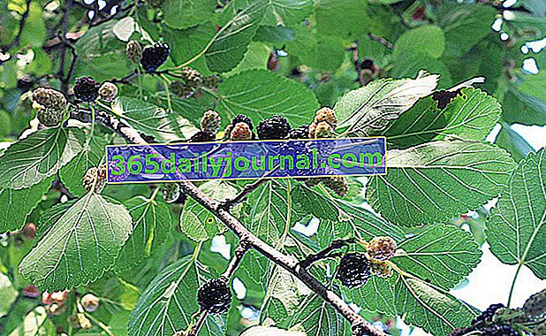 Morera (Morus nigra), frutos negros