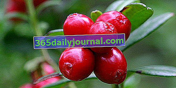 Lingonberry (Vaccinium vitis-idaea), братовчед на боровинки