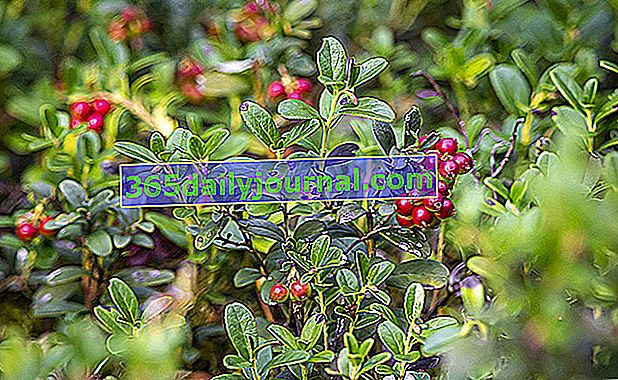 Brusinka (Vaccinium vitis idaea), bratranec brusinek: výsadba, pěstování, péče