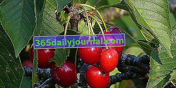 Череша (Prunus avium и Prunus cerasus): bigarreaux, guignes, morello череши