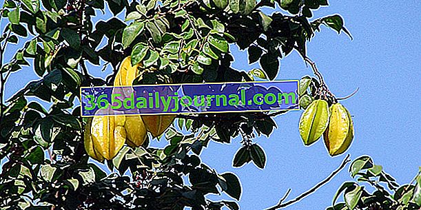 Карамбола (Averrhoa carambola), зірковий плід дерева карамболи