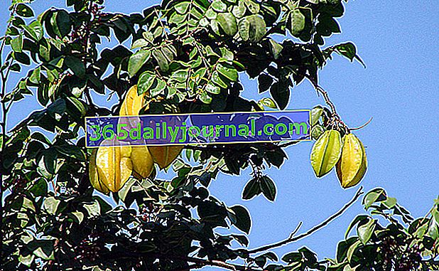 Carambola - Carambola (Averrhoa carambola), hvězdné ovoce karamboly 