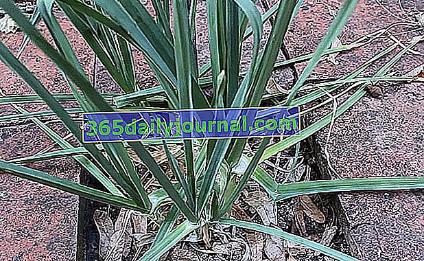 Vytrvalý pórek (Allium polyanthum) nebo vytrvalý pórek